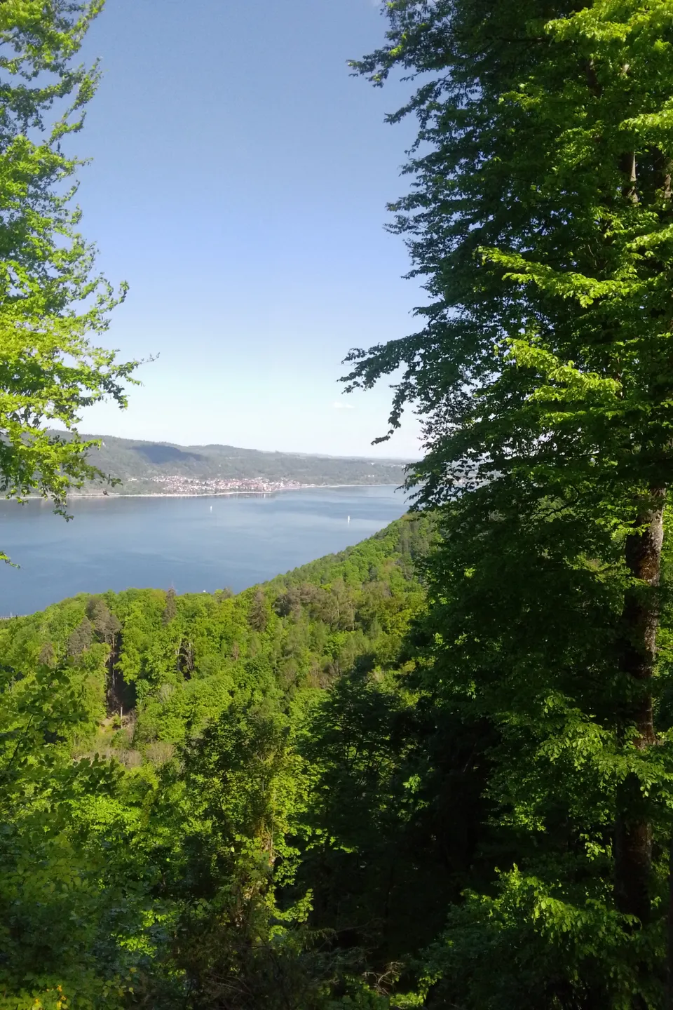 Blick durch Bäume auf den Bodensee